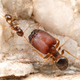 Illustration for article titled Huge headed soldier ants are genetic throwbacks